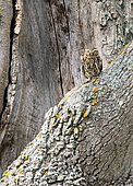 Little owl (Athena noctua) perched near a hollow tree, England