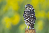 Little owl (Athena noctua) perched on a fence post, England