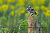 Little owl (Athena noctua) perched on a fence post, England