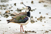 Lapwing (Vanellus vanellus) looking for food, England
