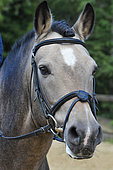 Portrait of a New Forest stallion in an isabelle coat with a cross noseband