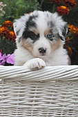 Portrait of Australian Shepherd puppy, heterochomia eyes, blue merle coat, in a basket