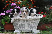 Portrait of three Australian Shepherd puppies, heterochomia eyes, blue merle coat, in a basket