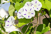 Common Morning-Glory, Ipomoea purpurea 'Festival', Flowers
