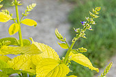 Coleus, Solenostemon 'Lime Time', flowers