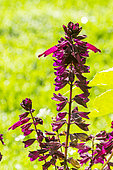 Scarlet sage, Salvia splendens 'Lighthouse Purple', Flowers