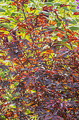 Red-Leaf Hibiscus, Hibiscus acetosella 'Mahogany Splendor, foliage