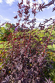 Hibiscus à feuilles ,Hibiscus acetosella 'Mahogany Splendor', feuillage
