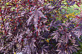 Red-Leaf Hibiscus, Hibiscus acetosella 'Mahogany Splendor, foliage