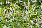 Himalayan Balsam, Impatiens glandulifera 'Alba', flowers