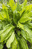 Sorrel 'Large de Belleville', Rhumex acetosa, foliage