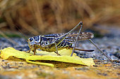 White-faced bush Cricket (Decticus albifrons) on a leaf, France