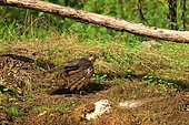 Sparrowhawk (Accipiter nisus) male capturing a Mistle Thrush (Turdus viscivorus) in the bath, France