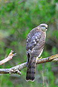 European Sparrowhawk (Accipiter nisus) male on a branch, France