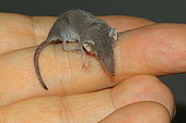 White-toothed pygmy shrew (Suncus etruscus) held in hand, Roynac, Drôme, France