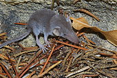 White-toothed pygmy shrew (Suncus etruscus), Roynac, Drôme, France