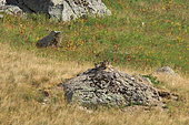 Alpine marmot (Marmota marmota) group on rock, Isere, France