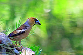 Hawfinch (Coccothraustes coccothraustes) on rock, Isere, France
