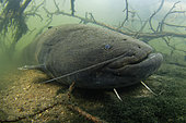 Wels catfish (Silurus glanis) at the bottom of the river Cher at rest - city of Noyers sur Cher - Loir et Cher - France