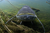 Wels catfish (Silurus glanis) at the bottom of the river Cher at rest - city of Noyers sur Cher - Loir et Cher - France