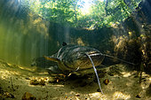 Wels catfish (Silurus glanis) at the bottom of the river Cher protecting is nest - city of Noyers sur Cher - Loir et Cher - France