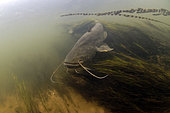 Wels catfish (Silurus glanis) at the bottom of the river Cher at rest - city of Noyers sur Cher - Loir et Cher - France