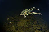 Grass Frog (Rana dalmatina) mating in the breeding season in a pond at night - city of Couffy - Loir et Cher - France