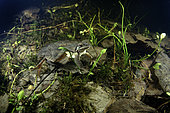 Grenouille agile (Rana dalmatina) en période de reproduction dans une mare durant la nuit - commune de Couffy - Loir et Cher - France