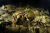 Grass Frog (Rana dalmatina) mating in the breeding season in a pond at night - city of Couffy - Loir et Cher - France
