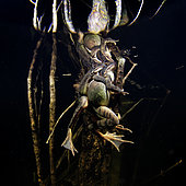 Accouplement de Grenouille agile (Rana dalmatina) en période de reproduction dans une mare durant la nuit - commune de Couffy - Loir et Cher - France