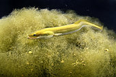 Anguille d’Europe (Anguilla anguilla) se déplaçant dans les algues en pleine nuit – estuaire de la Seudre – Charente-Maritime – France
