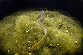 European eel (Anguilla anguilla) moving through seaweed in the middle of the night - Seudre estuary - Charente-Maritime - France