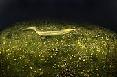 European eel (Anguilla anguilla) moving through seaweed in the middle of the night - Seudre estuary - Charente-Maritime - France