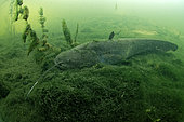 Wels catfish (Silurus glanis) at the bottom of the river Cher at rest - city of Noyers sur Cher - Loir et Cher - France