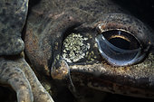 Portrait of a Grass Frog (Rana dalmatina) at the bottom of a night pond - city of Couffy - Loir et Cher - France