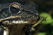 Larve de Moustique au repos sur le nez d'une Grenouille agile dans une mare - commune de Couffy - Loir et Cher - France