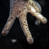 Detail of the leg of a grass frog at the bottom of a pond - city of Couffy - Loir et Cher - France