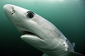 Blue shark (Prionace glauca) - off Cap of Good Hope - South Africa - Atlantic Ocean