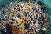 Group of cape urchins - Cap of Good Hope - South Africa - Atlantic Ocean