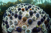 Group of cape urchins - Cap of Good Hope - South Africa - Atlantic Ocean