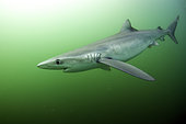 Blue shark (Prionace glauca) - off Cap of Good Hope - South Africa - Atlantic Ocean