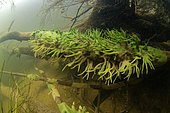 Freshwater sponge (Spongilla lacustris) on thedead tree of the Cher river - city of Couffy - Loir et Cher - France