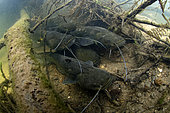 Wels catfish (Silurus glanis) group of young at rest at the bottom of the river Cher - city of Noyers sur Cher - Loir et Cher - France