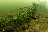 Freshwater sponge (Spongilla lacustris) on thedead tree of the Cher river - city of Couffy - Loir et Cher - France