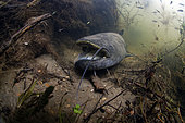 Wels catfish (Silurus glanis) after taking in no kill by fishermen - le Cher river - city of Seigy - Loir et Cher - France