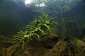 Freshwater sponge (Spongilla lacustris) on the bottom of the Cher river - city of Couffy - Loir et Cher - France