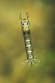Phanton midge (Chaoborus sp) pupa in stationary position in a pond - city of Couffy - Loir et Cher - France