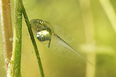European tree frog (Hyla arborea) tadpole on an aquatic plant in a pond - city of Couffy - Loir et Cher - France