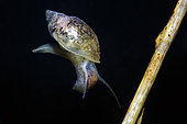 Freshwater snail (Lymnaea sp) levitating in a pond - city of Couffy - Loir et Cher - France