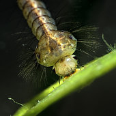 Mosquito (Culex sp) larva in a pond - city of Couffy - Loir et Cher - France